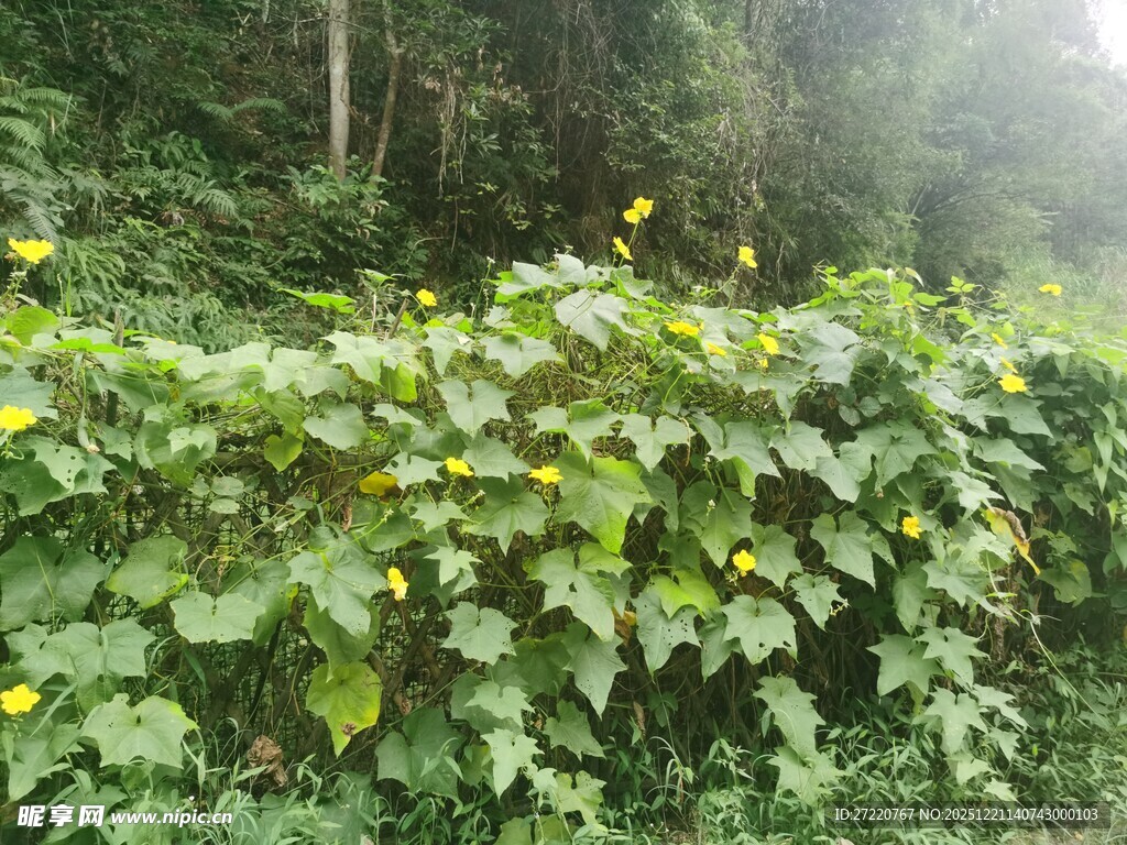雾中繁茂的绿叶黄花植物