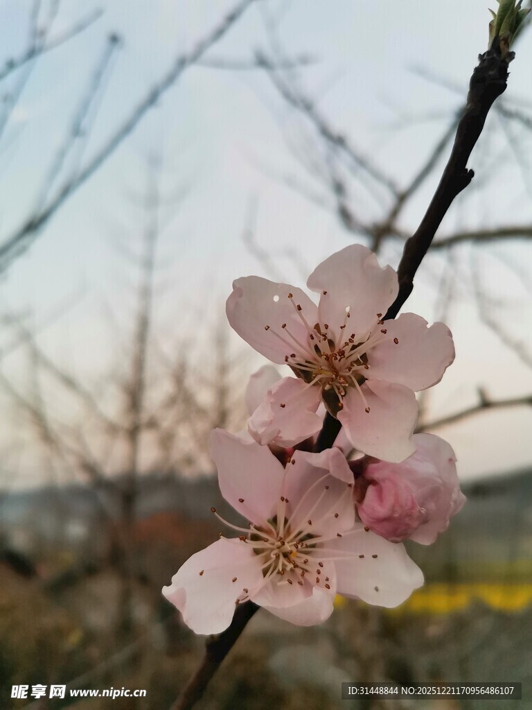 枝头绽放的粉嫩桃花