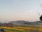田野黄花与远山美景