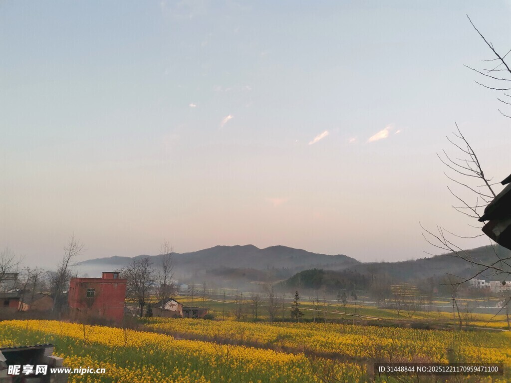 田野黄花与远山美景