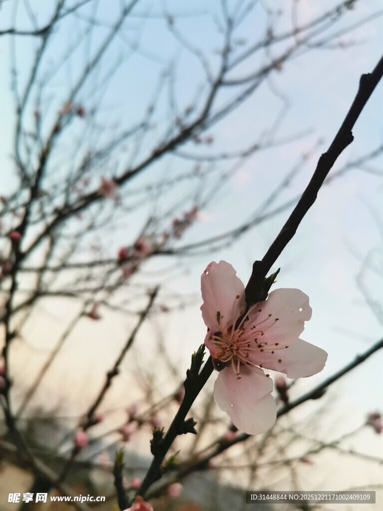 枝头绽放的粉嫩桃花