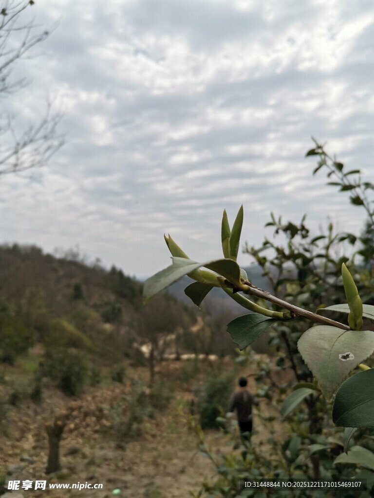 山间绿植景象