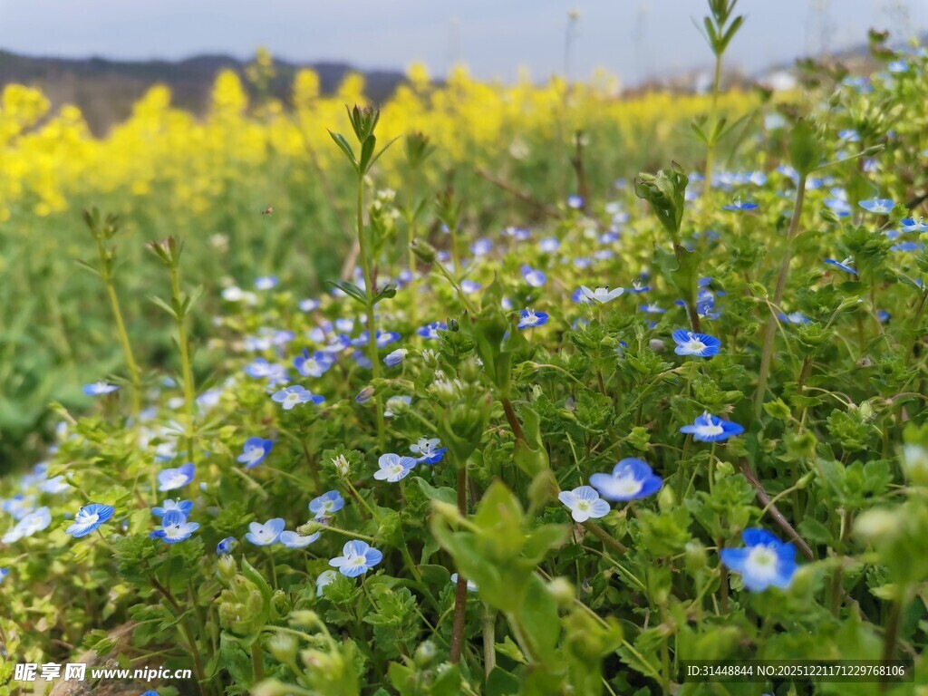 蓝花与黄花交织的美丽景致