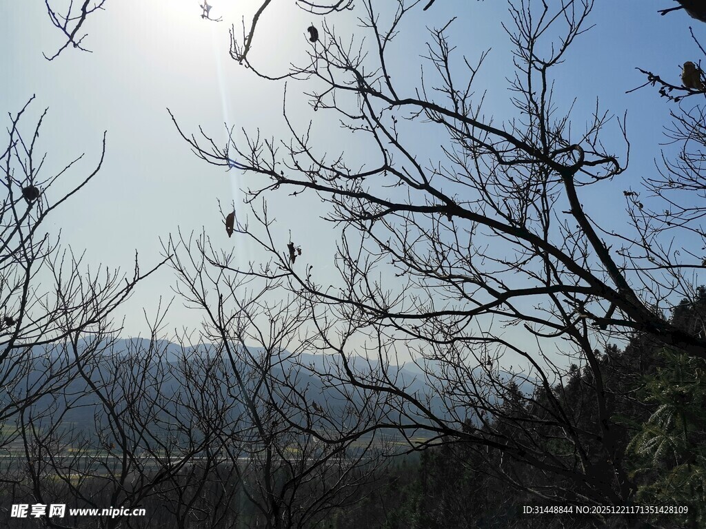 阳光下的树枝与远山景色