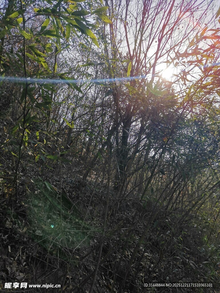 阳光洒落林间的静谧景象