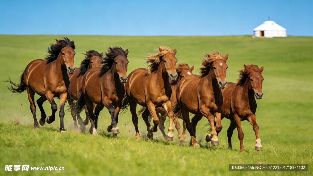 草原上奔腾的骏马群