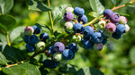 枝头饱满的新鲜蓝莓