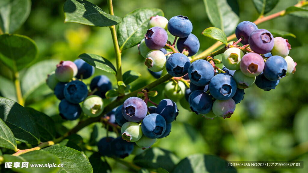 枝头饱满的新鲜蓝莓