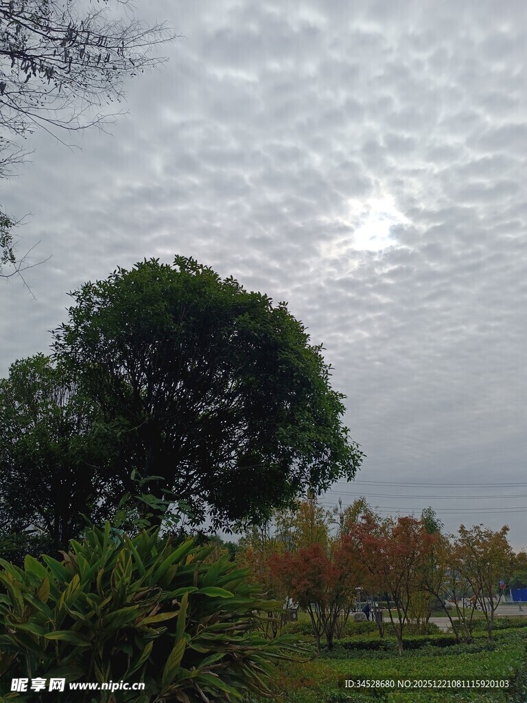 阴天公园绿树景观