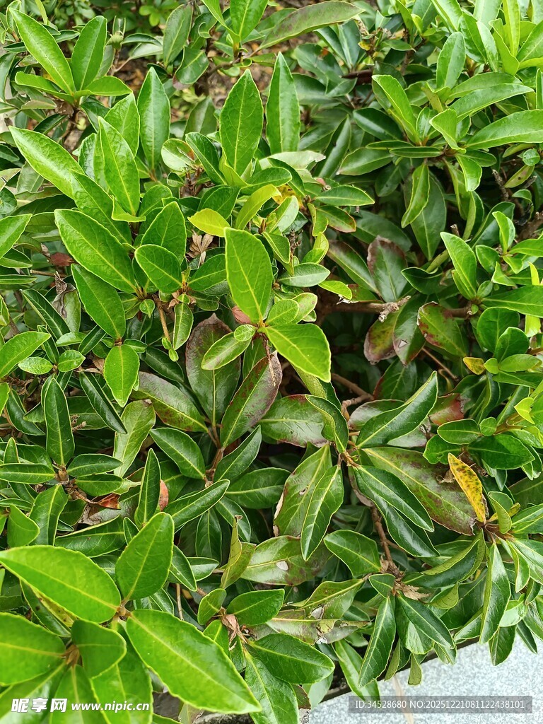 翠绿茂盛的丛生植物