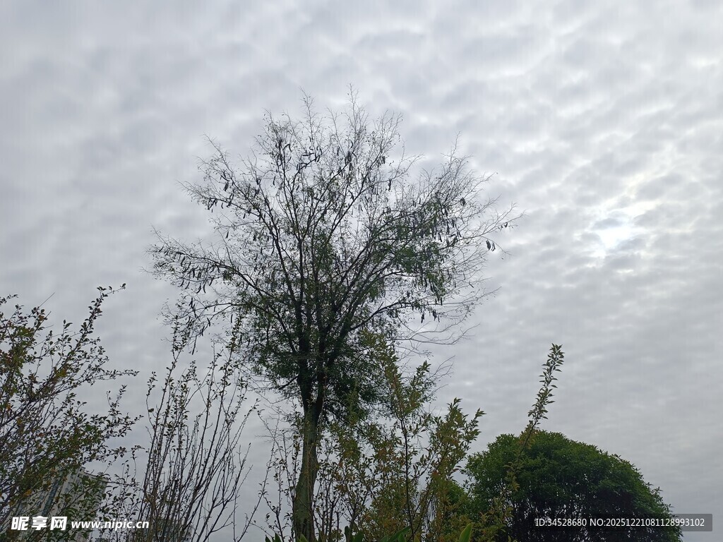 天空下的树木景观