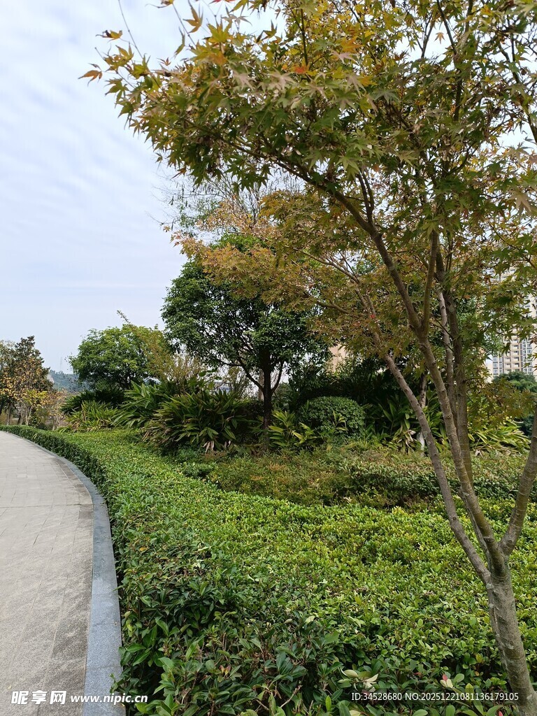 蜿蜒小径旁的葱郁绿植