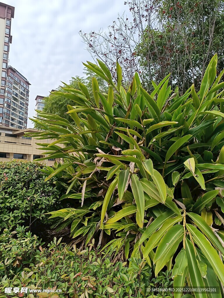 翠绿繁茂的户外绿植景观