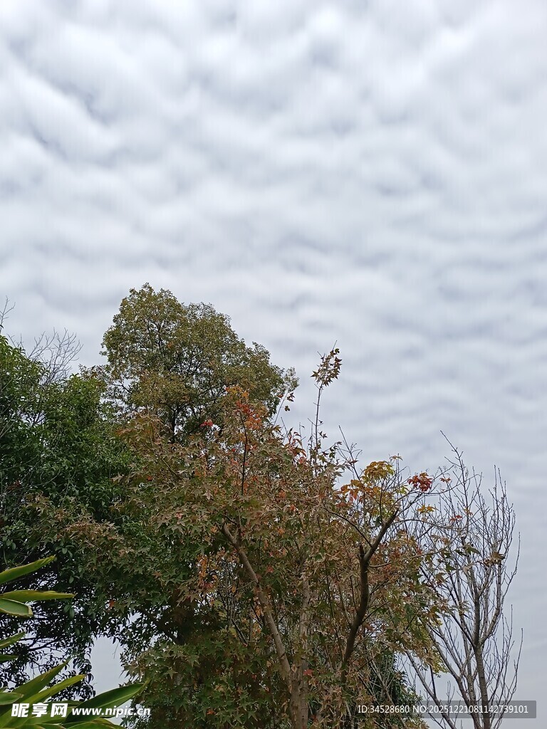 秋日树梢上的灰白云层