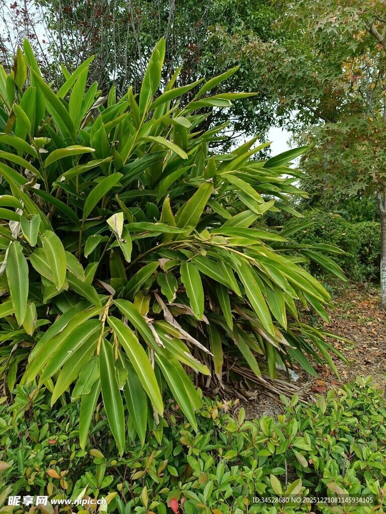 翠绿繁茂的热带植物景观