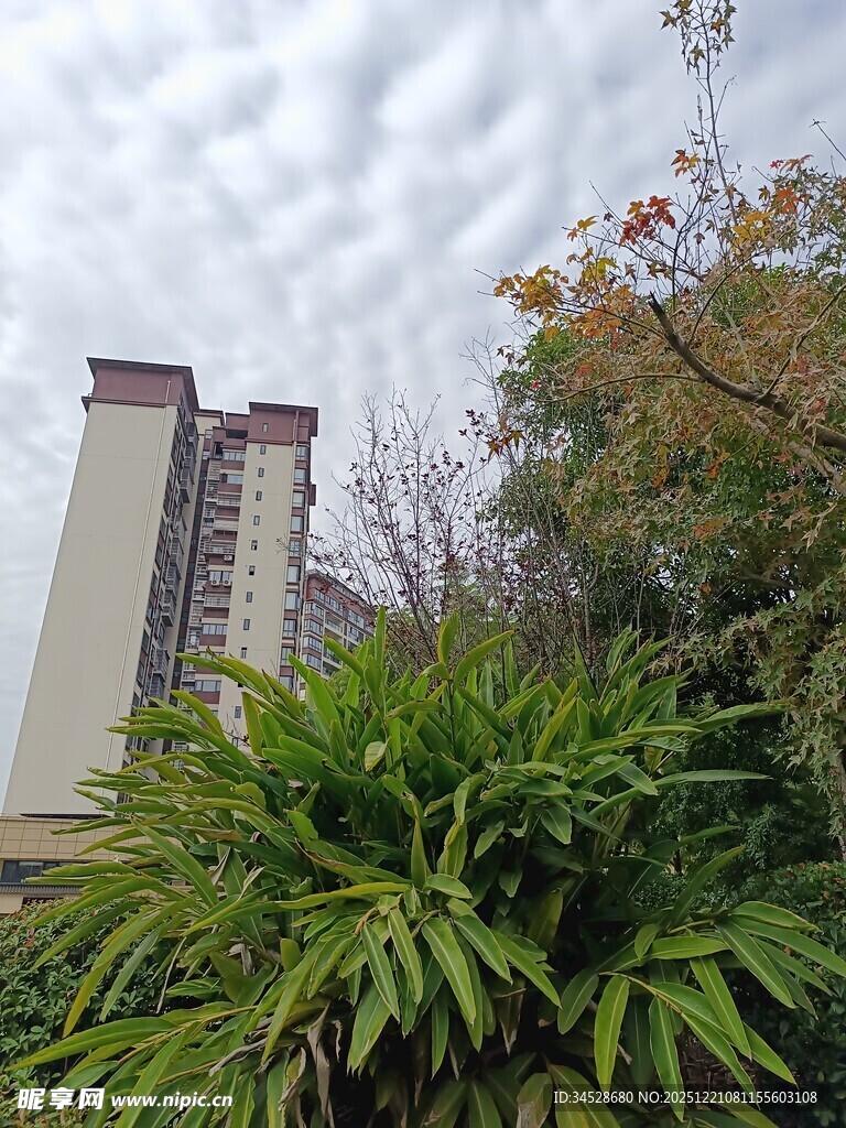 高楼旁的绿植景观