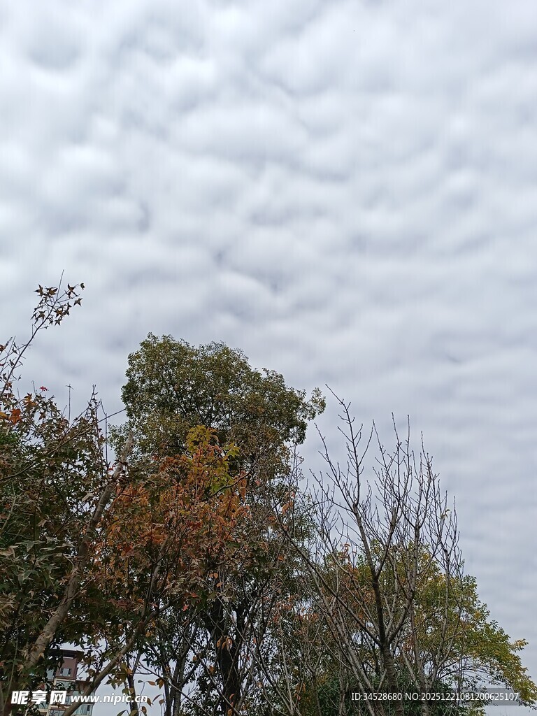 秋日树梢上的云层景观