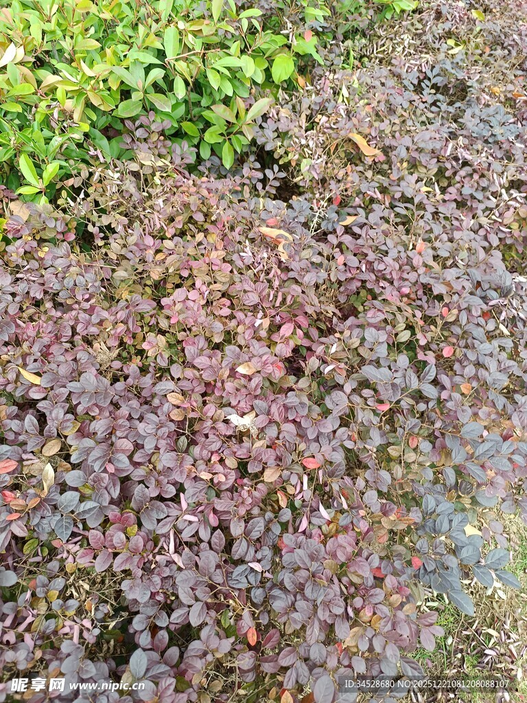 多彩地被植物景观