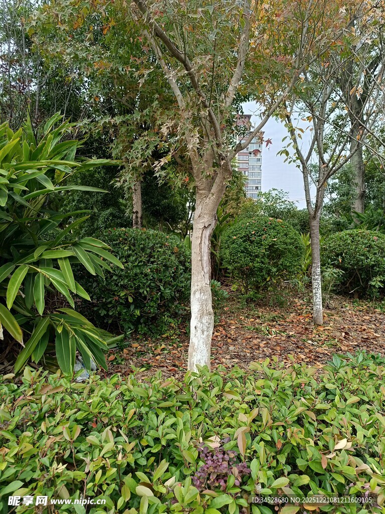 绿意盎然的园林植物景观