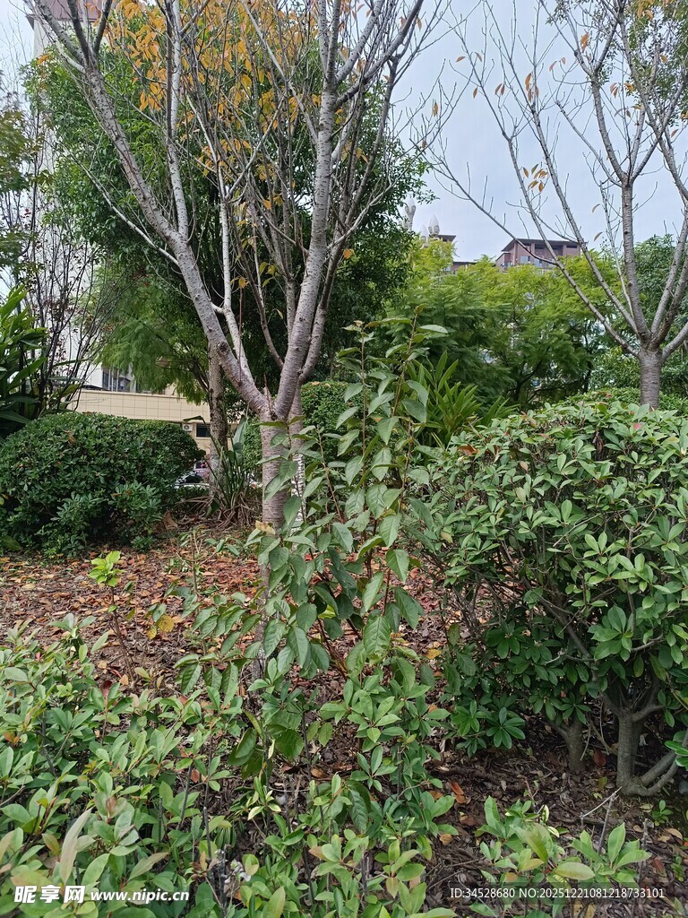 绿意盎然的户外园林景观