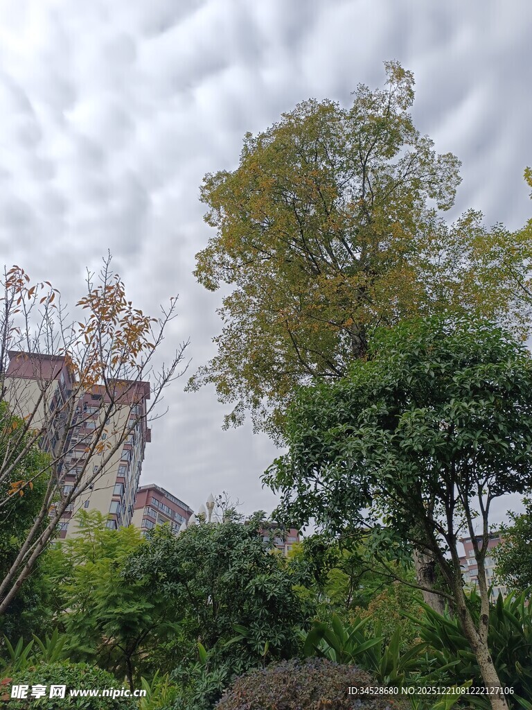 阴天中的繁茂绿植景观