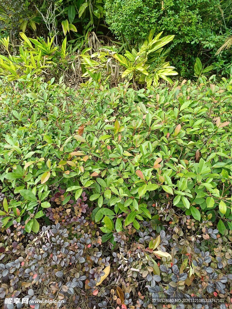 绿叶繁茂的地面植物景观