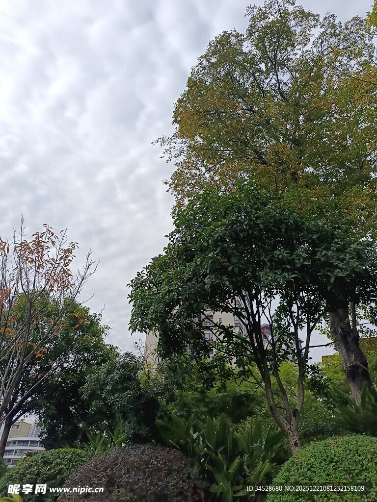 户外繁茂绿植景观