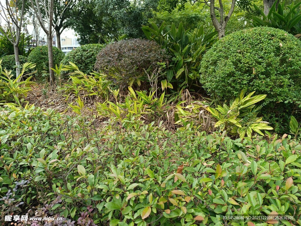 绿意盎然的园林景观