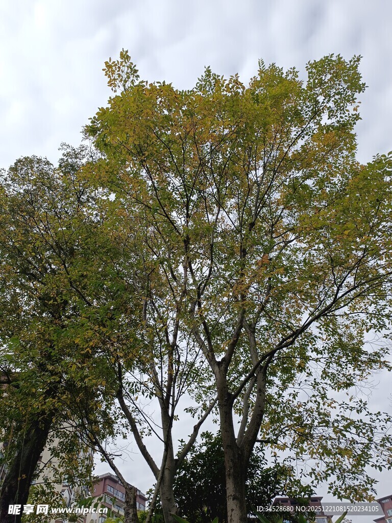 秋日繁茂树木景观