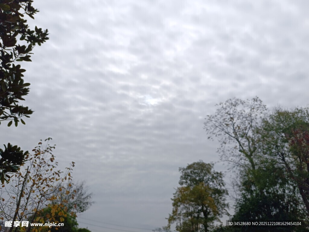 秋日树林上空的多云景象
