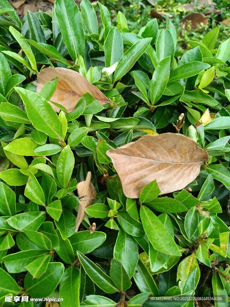 绿叶丛中的枯黄叶片