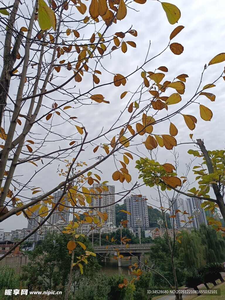 秋日枝头黄叶与远景建筑