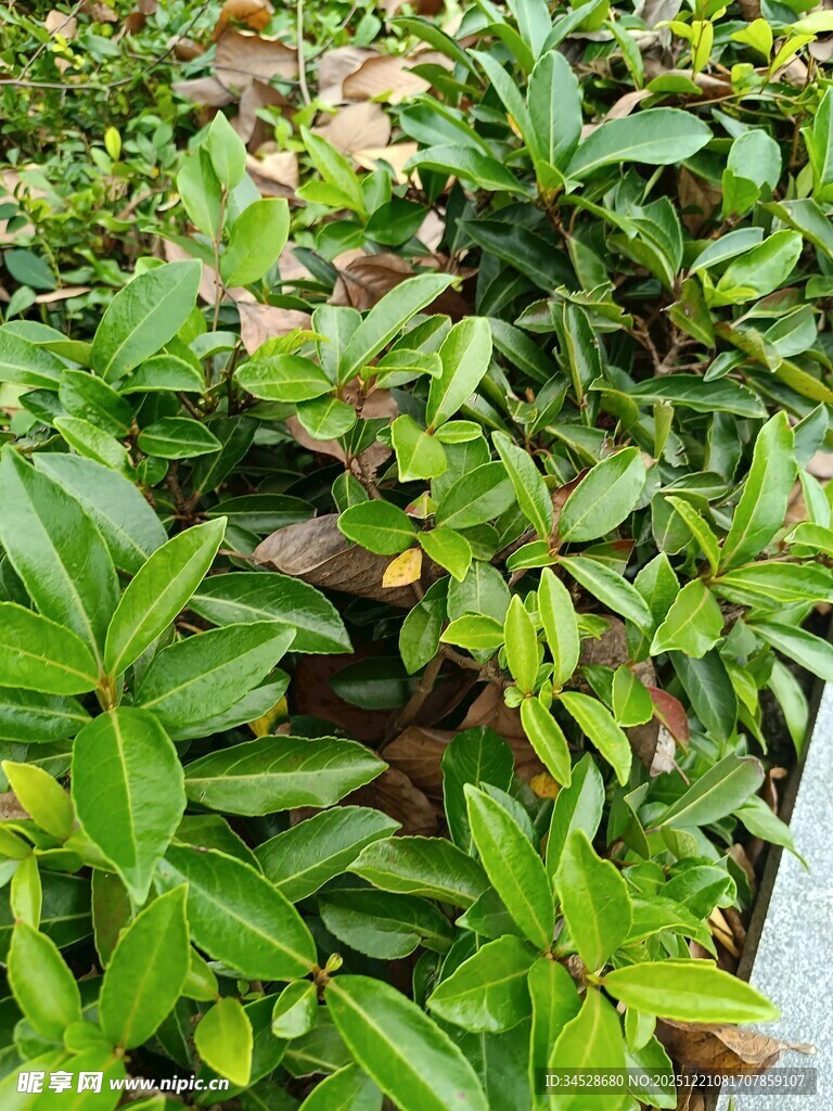 翠绿卷曲植物特写