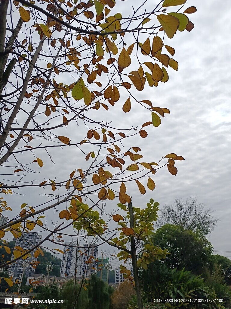 秋日枝头黄叶景致