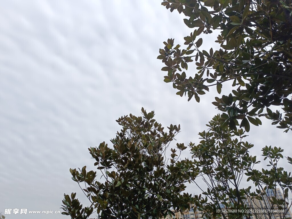 树梢上的天空与枝叶