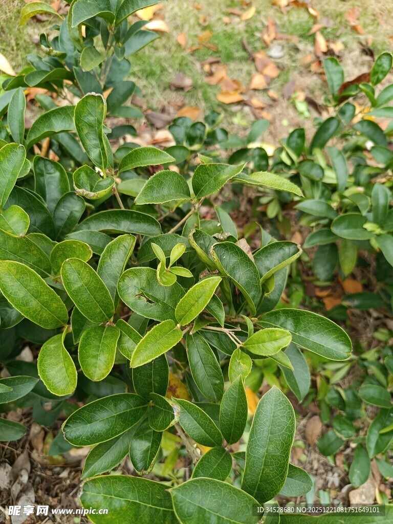 翠绿繁茂的绿植叶片特写