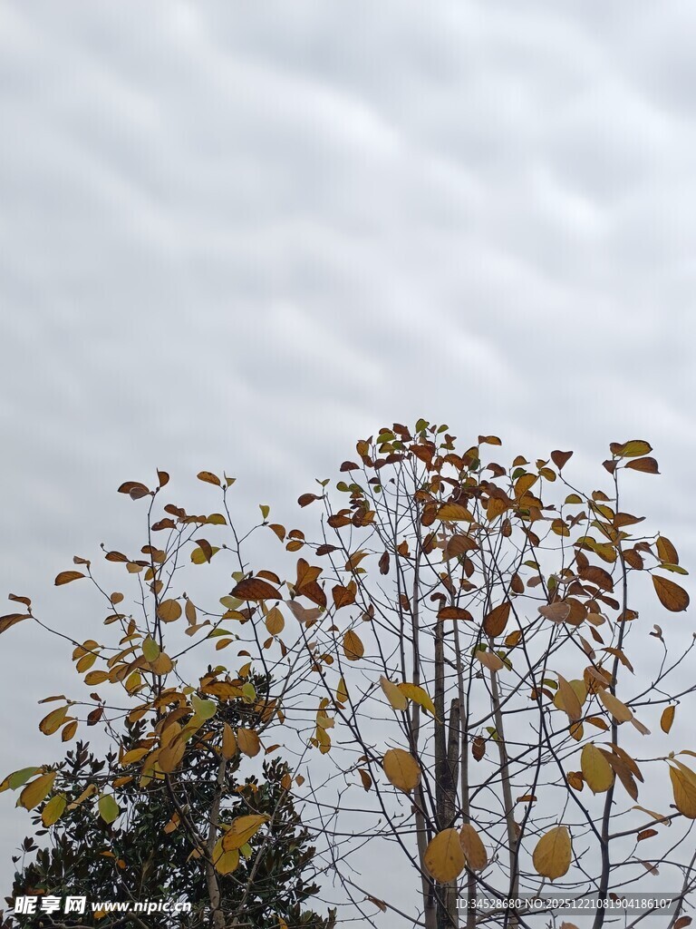 秋日枝头黄叶萧瑟景象