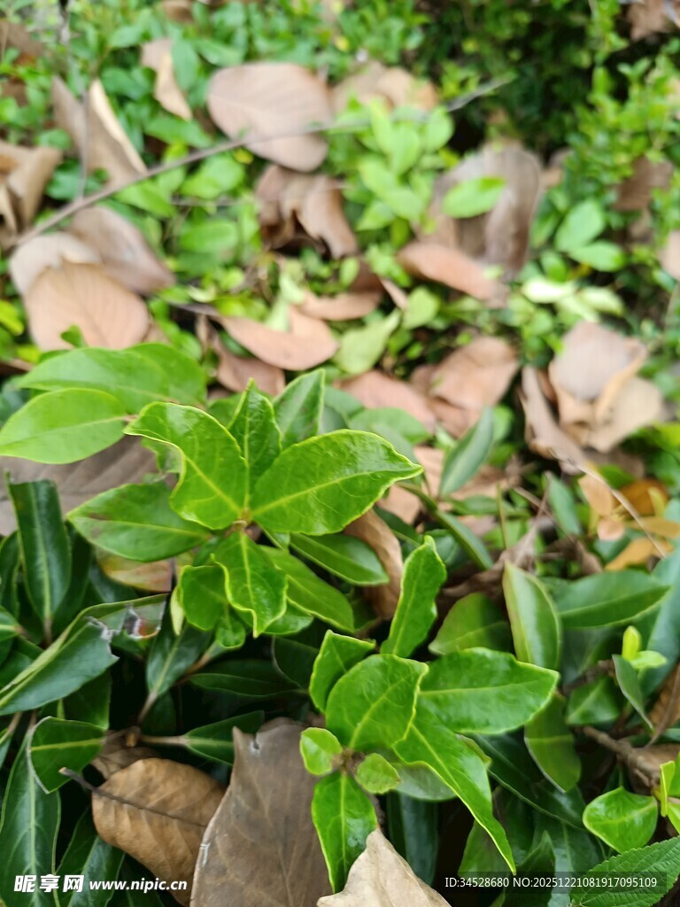 绿叶与枯叶交织的景致