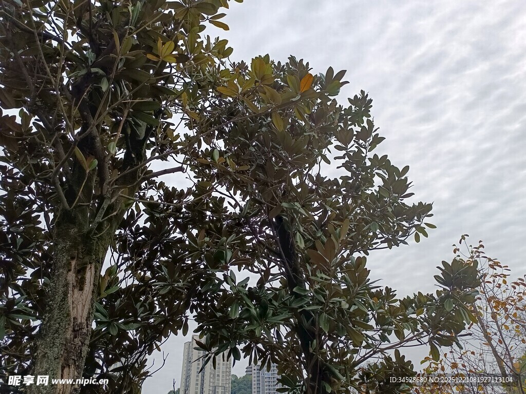 城市中高大的树木景观