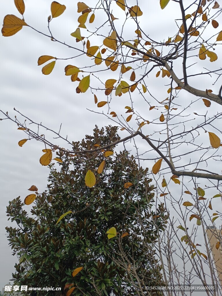 秋日枝头黄叶飘零景象