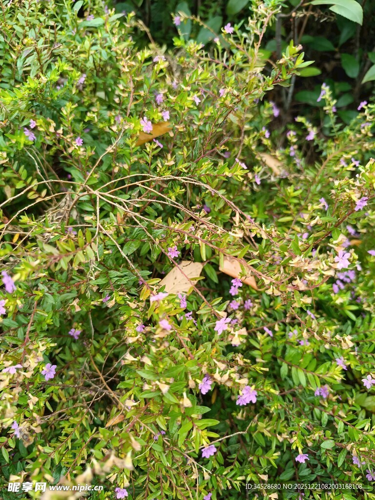 繁茂花丛中的紫色小花