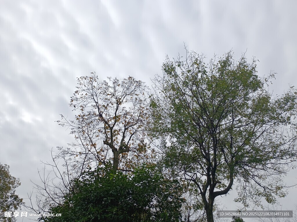 天空下的绿树与光秃树木