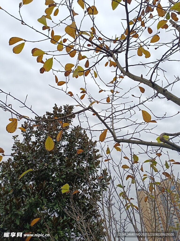 秋日枝头黄叶景象