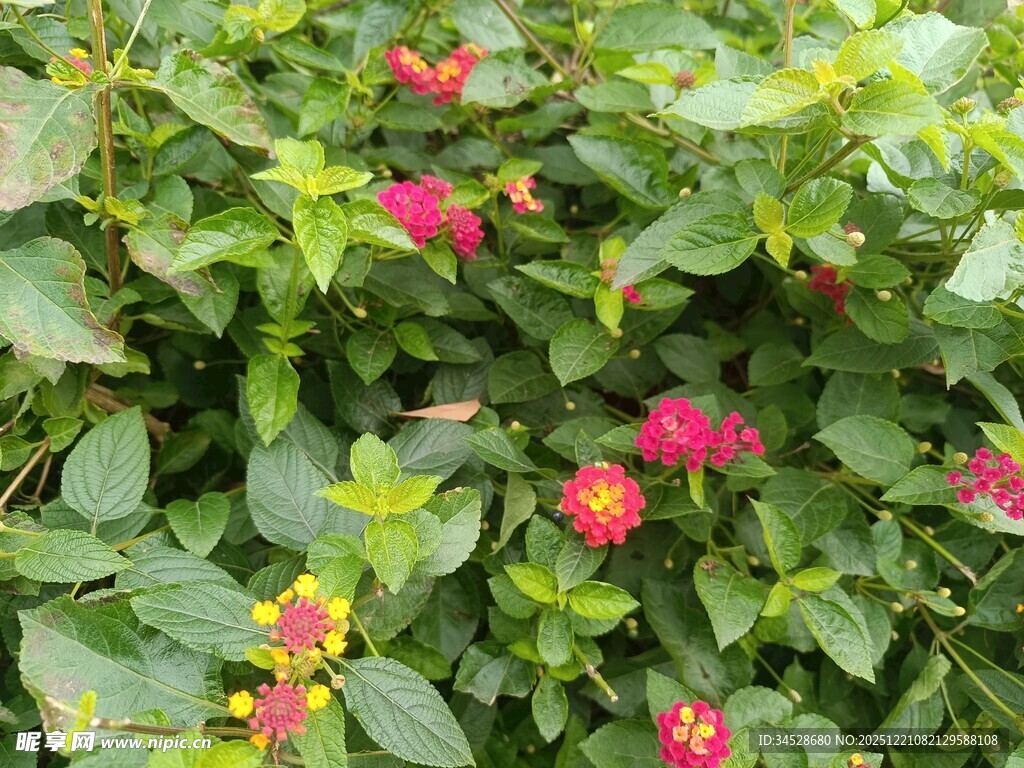 绿叶丛中绽放的艳丽花朵