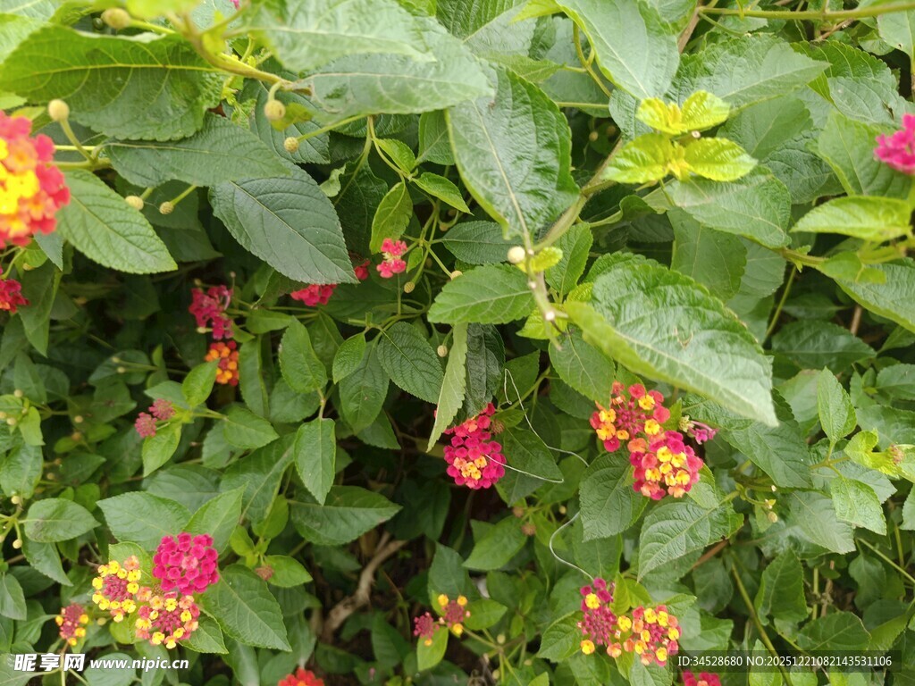 绿叶间绽放的多彩小花