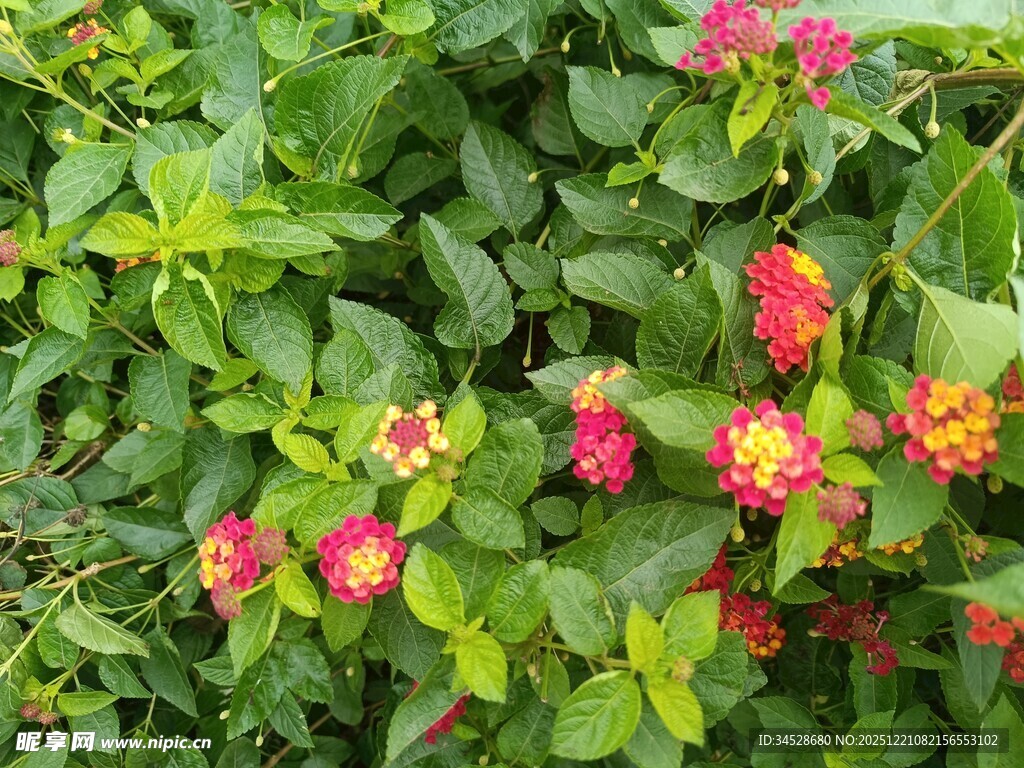 鲜艳多彩的绽放花卉