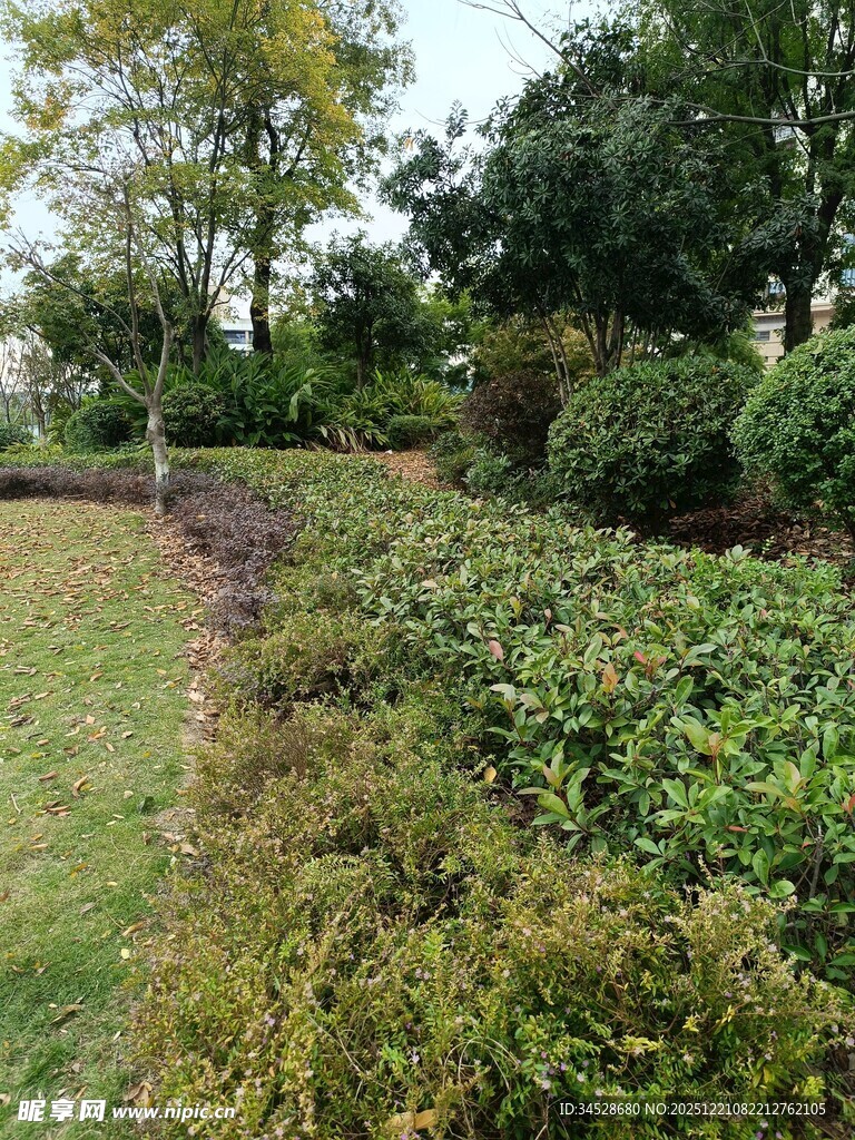 绿意盎然的花园景观