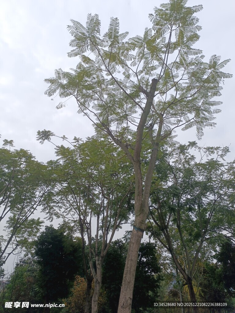 高大挺拔的树木景观