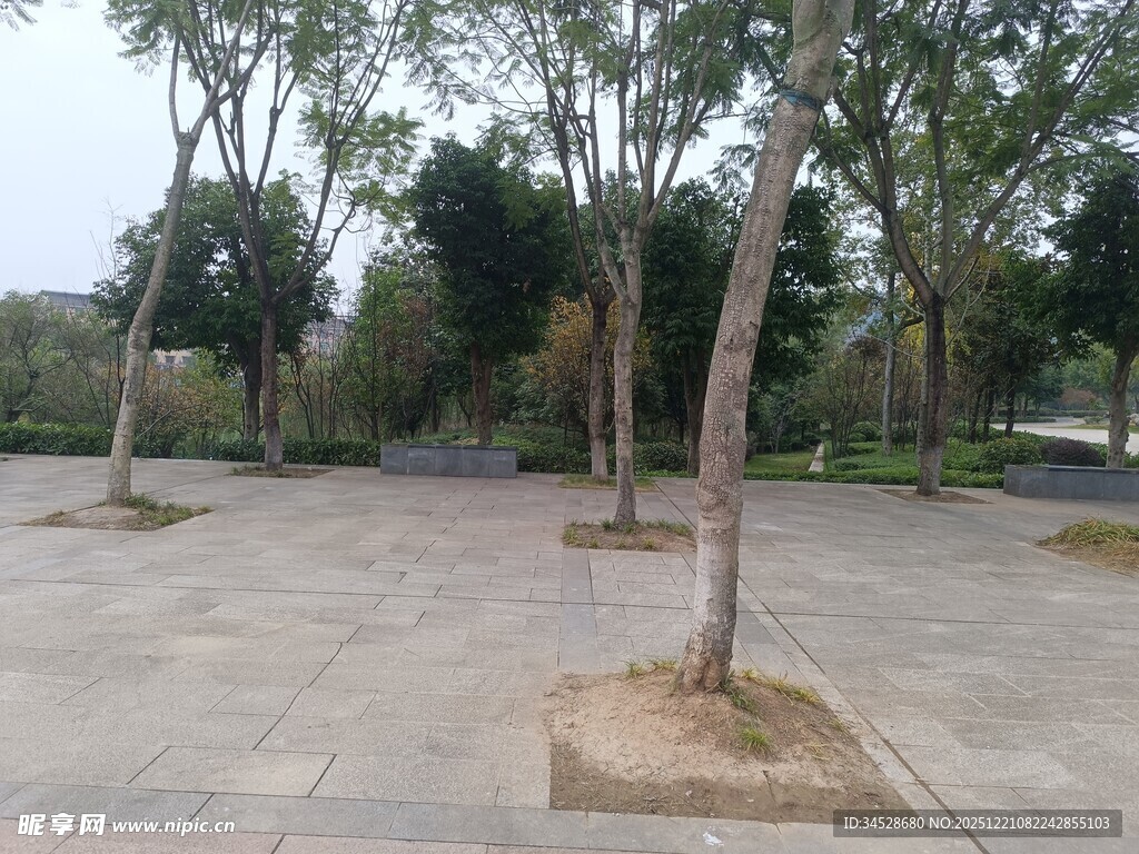 户外空旷的树木广场场景
