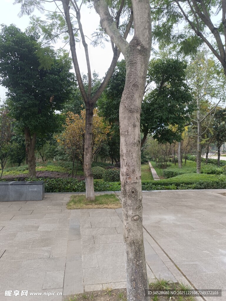 公园内的树木与开阔场地